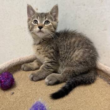 Clarabelle -  Domestic Short Hair Cat for Adoption in Milford, Iowa - Clarabelle | PetCurious