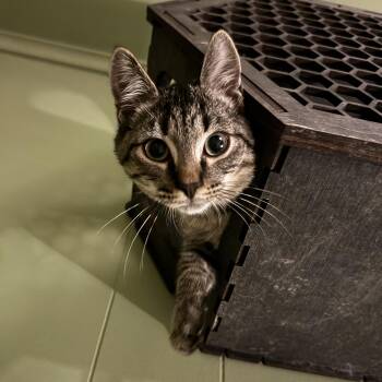 Rescue Tabby Cats for Adoption in Mount Holly, North Carolina - Grady | PetCurious