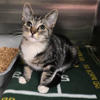 Noodles -  Domestic Short Hair Cat for Adoption in Spokane, Washington - Noodles | PetCurious