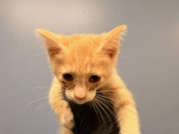 TROY -  Domestic Short Hair Cat for Adoption in Tustin, California - TROY | PetCurious