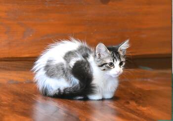 Eve -  Ragdoll and Siamese Cat for Adoption in Falmouth, Maine - Eve | PetCurious