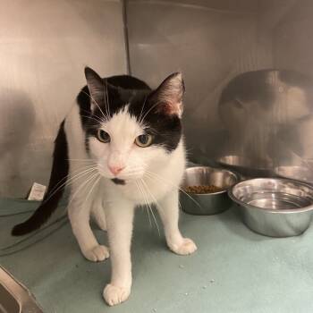 Rescue Domestic Short Hair Cats for Adoption in Monroe, Louisiana - Spots | PetCurious