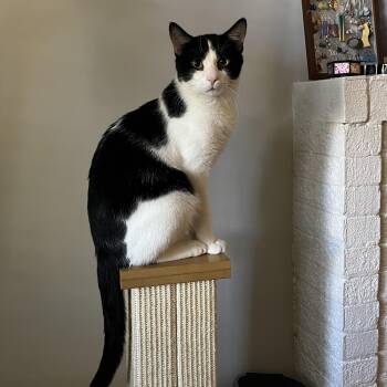 Rescue Domestic Short Hair Cats for Adoption in Chicago, Illinois - Fern & Juniper, Bonded Pair | PetCurious