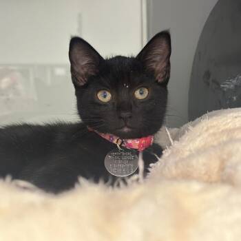 NCI5613 Memphis -  Domestic Short Hair Cat for Adoption in Port Washington, New York - NCI5613 Memphis | PetCurious