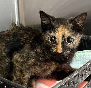 Stegosaurus -  Domestic Short Hair Cat for Adoption in Golden, Colorado - Stegosaurus | PetCurious
