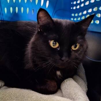 Rescue Domestic Long Hair and Domestic Short Hair Cats for Adoption in Kansas City, Missouri - Vampyra | PetCurious
