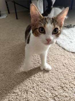 Mittens -  Domestic Short Hair and Extra Toes Cat Hemingway Polydactyl Cat for Adoption in Pasco, Washington - Mittens | PetCurious