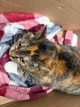 Squilliam -  Domestic Short Hair Cat for Adoption in Woodbury, Minnesota - Squilliam | PetCurious