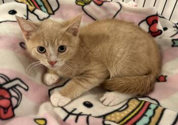 Chex -  Tabby Cat for Adoption in Seaford, New York - Chex | PetCurious