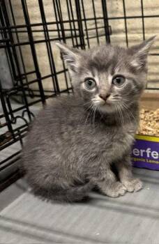 Biana -  Domestic Short Hair Cat for Adoption in Apollo, Pennsylvania - Biana | PetCurious