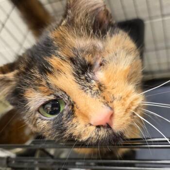 Myla -  Domestic Short Hair Cat for Adoption in Harrisonburg, Virginia - Myla | PetCurious