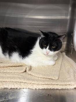 Simon -  Domestic Medium Hair and Domestic Short Hair Cat for Adoption in West Chester, Pennsylvania - Simon | PetCurious