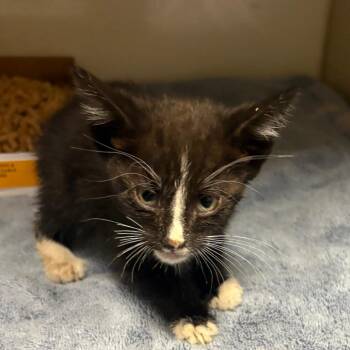 Domestic Short Hair Cats Available for Adoption in Yuma, Arizona - Myra | PetCurious