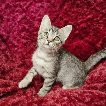Pan -  Domestic Short Hair and Tabby Cat for Adoption in Searcy, Arkansas - Pan | PetCurious