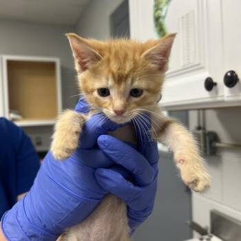Micky -  Domestic Short Hair Cat for Adoption in Greenville, South Carolina - Micky | PetCurious