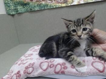 A551967 -  Domestic Short Hair Cat for Adoption in Moreno Valley, California - A551967 | PetCurious