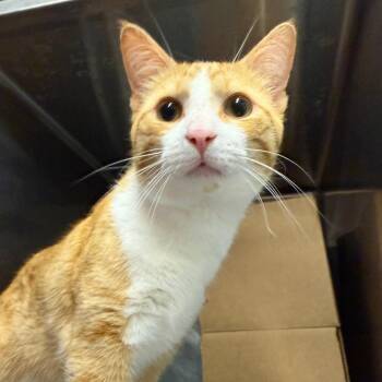 Domestic Short Hair Cats Available for Adoption in West Olive, Michigan - Muenster (Holland Cat Cove) | PetCurious