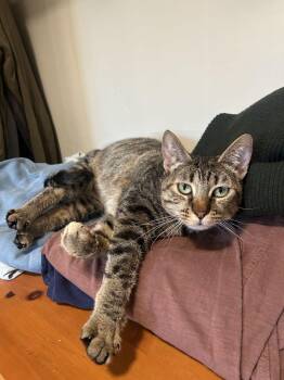 Domestic Short Hair Cats Available for Adoption - Papaya | PetCurious