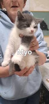 Myo -  Domestic Medium Hair Cat for Adoption in Plattsburgh, New York - Myo | PetCurious