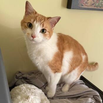 Winnie -  American Shorthair Cat for Adoption in Huntsville, Alabama - Winnie | PetCurious