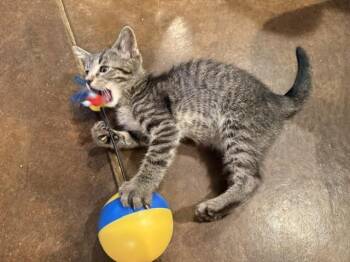 Baxlee -  Domestic Short Hair Cat for Adoption in Fort Collins, Colorado - Baxlee | PetCurious