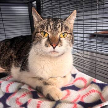 Domestic Short Hair Cats Available for Adoption in Lenexa, Kansas - Conway "Charlie" Twitty | PetCurious