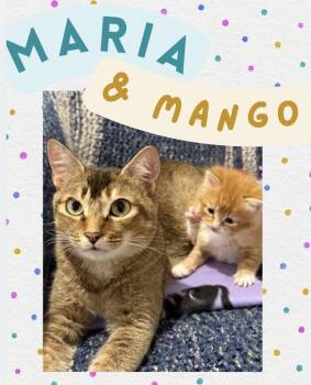 Domestic Short Hair Cats Available for Adoption - Maria & Mango | PetCurious