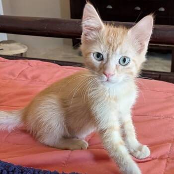 Jesse James -  Domestic Medium Hair Cat for Adoption in San Tan Valley, Arizona - Jesse James | PetCurious