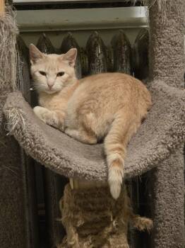 Bella -  Domestic Short Hair Cat for Adoption in Verona, New Jersey - Bella | PetCurious