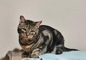 Rescue Domestic Short Hair Cats for Adoption in Keansburg, New Jersey - Sparky | PetCurious