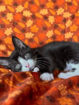 Rescue Domestic Short Hair Cats for Adoption in Oakdale, California - Saxon | PetCurious