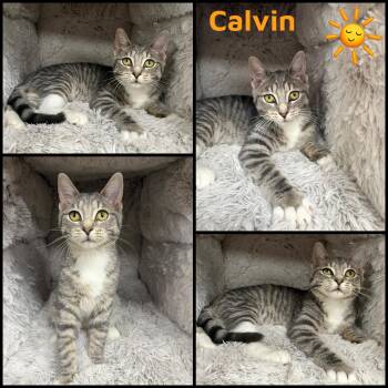 Domestic Short Hair Cats Available for Adoption - Calvin | PetCurious