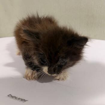 Jane -  Domestic Medium Hair Cat for Adoption in Clearwater, Florida - Jane | PetCurious