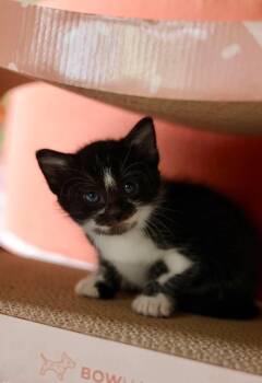Cobbler -  Domestic Short Hair Cat for Adoption in Duluth, Minnesota - Cobbler | PetCurious