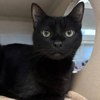 Sassy -  Domestic Short Hair Cat for Adoption in Gloucester, Virginia - Sassy | PetCurious