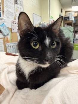 Amethyst -  Domestic Short Hair Cat for Adoption in Lowell, Massachusetts - Amethyst | PetCurious