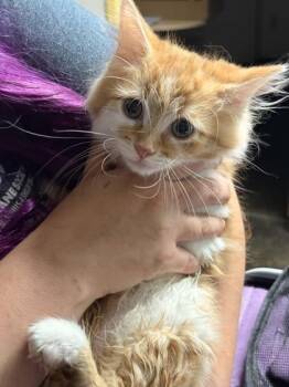 Domestic Long Hair and Domestic Short Hair Cats Available for Adoption in Memphis, Tennessee - Harbor | PetCurious