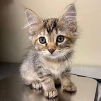 Euro -  Domestic Medium Hair Cat for Adoption in Birmingham, Alabama - Euro | PetCurious