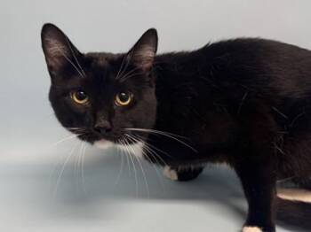 Eggroll -  Domestic Short Hair Cat for Adoption in Golden Valley, Minnesota - Eggroll | PetCurious