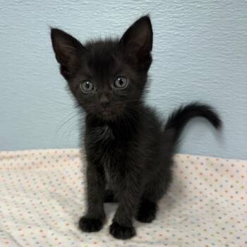 Bellatrix -  Domestic Long Hair Cat for Adoption in Crookston, Minnesota - Bellatrix | PetCurious