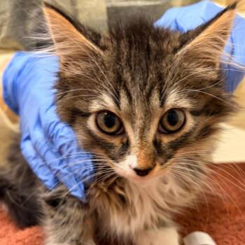 Stella -  Domestic Long Hair Cat for Adoption in Murray, Utah - Stella | PetCurious