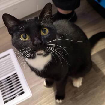 Domestic Short Hair Cats Available for Adoption - Minnie The Lovebug | PetCurious