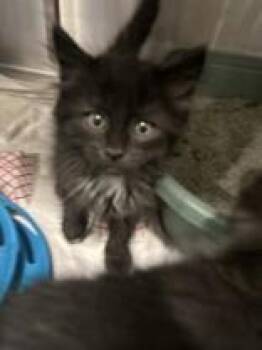 Puma -  Domestic Long Hair Cat for Adoption in Charleston, South Carolina - Puma | PetCurious