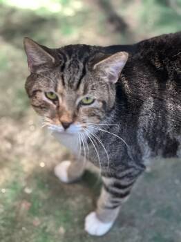 Rescue Domestic Short Hair Cats for Adoption in Middleburg, Florida - Lil Dude | PetCurious