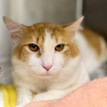 Domestic Short Hair Cats Available for Adoption in Atlanta, Georgia - Bean | PetCurious