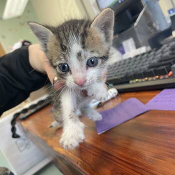 Rescue Domestic Short Hair Cats for Adoption in Webster, Texas - Pip | PetCurious