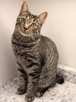 American Bobtail Cats Available for Adoption in Murfreesboro, Tennessee - Dylan | PetCurious