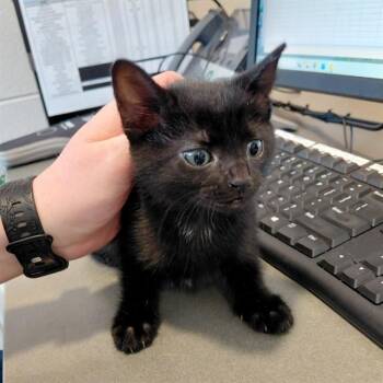 A569069 -  Domestic Short Hair Cat for Adoption - A569069 | PetCurious