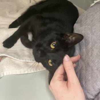 Plutonium -  Domestic Short Hair Cat for Adoption in Enfield, New Hampshire - Plutonium | PetCurious