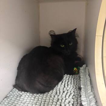 Domestic Long Hair Cats Available for Adoption - Dudley | PetCurious